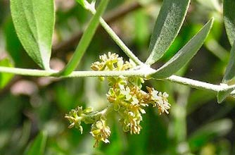 Jojoba oil Jojoba oil