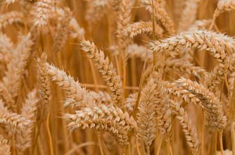 Wheatgerm oil Wheatgerm oil