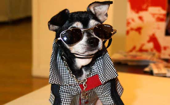 Funny dog Funny dog