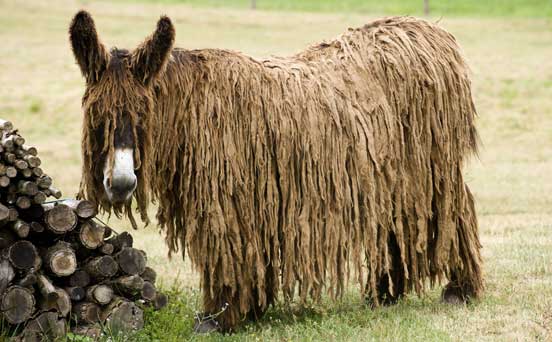 Donkey, funny animal pic Donkey, funny animal pic