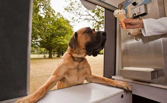 Dog, funny animal pic Dog, funny animal pic