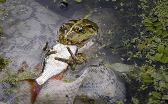 Frog, funny animal pic Frog, funny animal pic