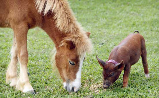 Horse and piglet, funny animal pic Horse and piglet, funny animal pic