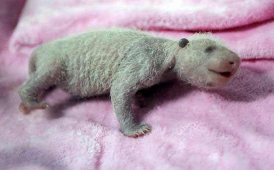 Baby panda, funny animal pic Baby panda, funny animal pic
