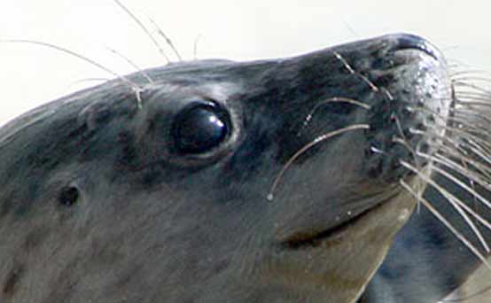 Discount voucher: National Seal Sanctuary, Cornwall