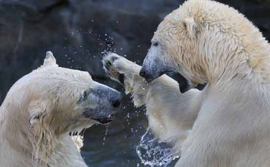 Polar bears fighting Polar bears fighting