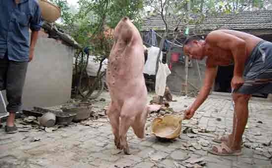 Two-legged pig Two-legged pig