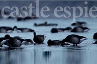 Days out: Castle Espie Wetland Centre