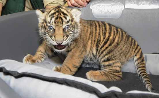 Baby tiger Baby tiger