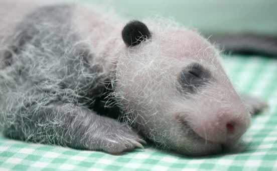 Baby panda Baby panda