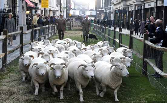 Sheep in London Sheep in London