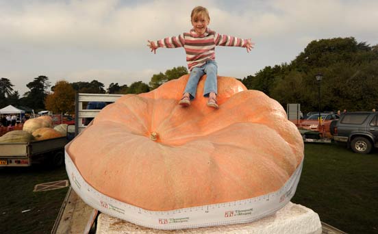 World's biggest pumpkin World's biggest pumpkin