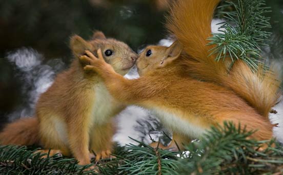 Squirrels kissing Squirrels kissing