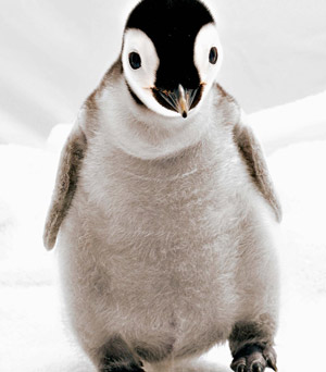 Baby penguin Baby penguin