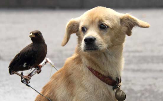 Dog and bird friends Dog and bird friends