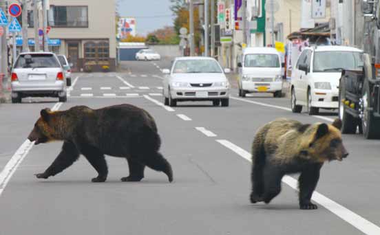 Bears in the street Bears in the street