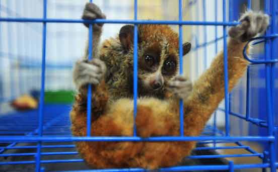 Slow loris Slow loris