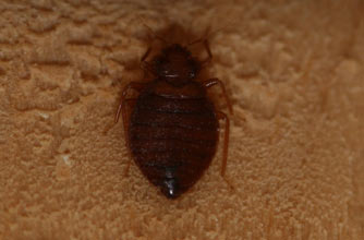 Bed bug