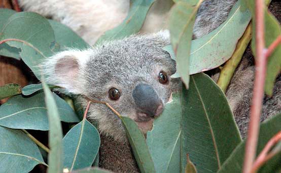 Aromatherapy - essential oils, eucalyptus Aromatherapy - essential oils, eucalyptus
