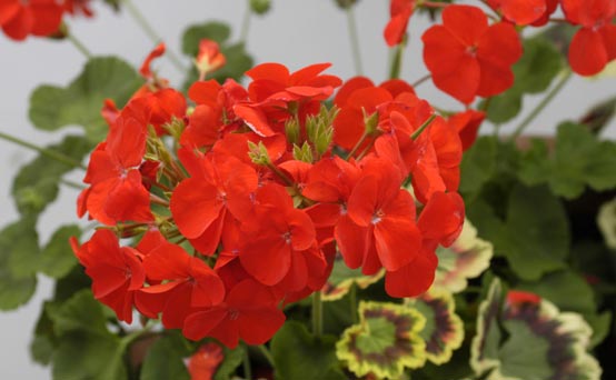 Aromatherapy - essential oils, geranium Aromatherapy - essential oils, geranium