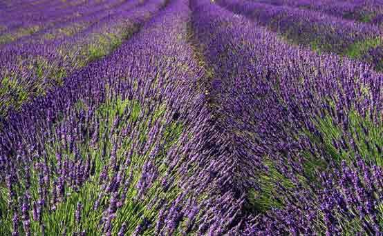 Aromatherapy - essential oils, lavender