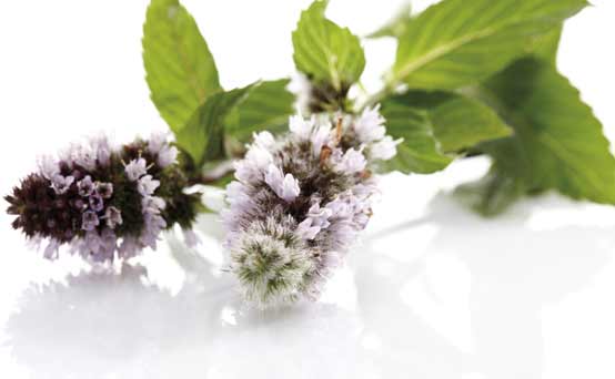 Aromatherapy - essential oils, peppermint Aromatherapy - essential oils, peppermint