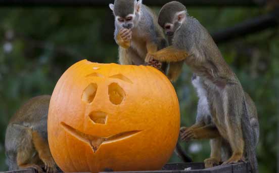 Monkeys with Halloween pumpkin Monkeys with Halloween pumpkin