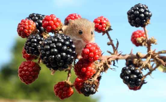 Mouse Mouse