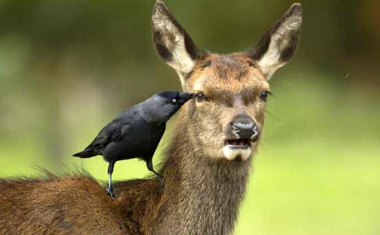 Deer Deer