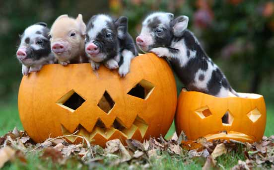 Pork-filled pumpkin Pork-filled pumpkin
