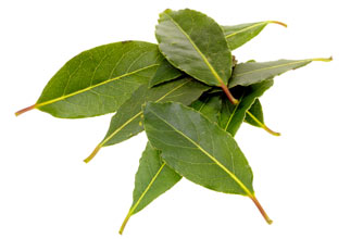 Baking-bay-leaf tip Baking-bay-leaf tip