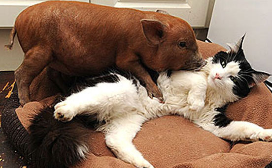 Funny animals Funny animals