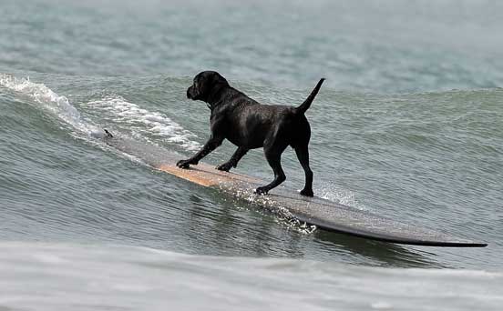 Dan Dan the surfing dog Dan Dan the surfing dog