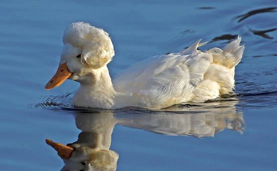 Duck's glamorous hairstyle Duck's glamorous hairstyle