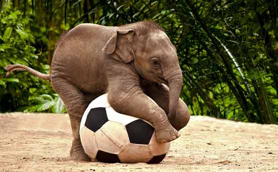 Baby Pele-phant Baby Pele-phant