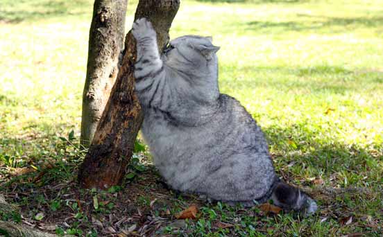 Fat Cat Fat Cat