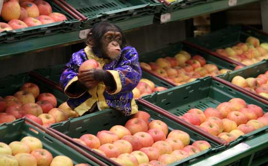 Monkey business Monkey business