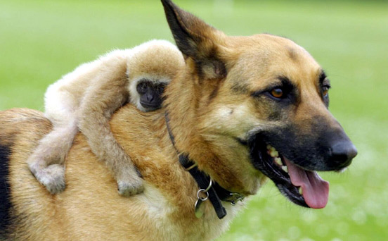 Unlikely friends | animal pic, funny animal picture Unlikely friends | animal pic, funny animal picture