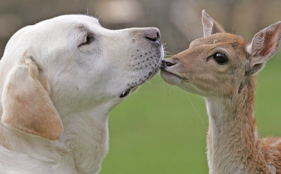 Love is in the air | animal pic, funny animal picture Love is in the air | animal pic, funny animal picture