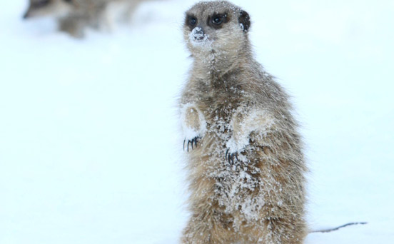 Funny animal pictures Funny animal pictures