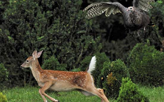Deer chase Deer chase