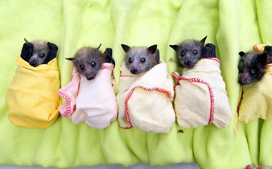 Rescued bats Rescued bats