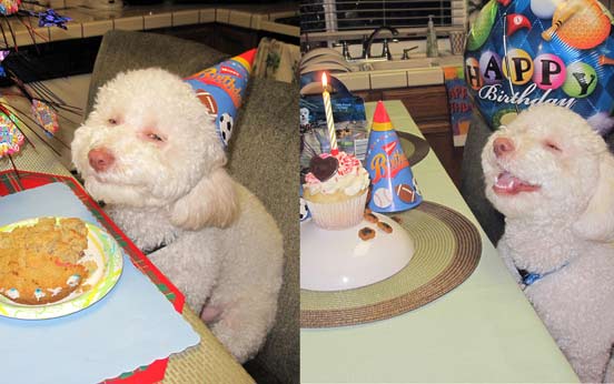Funny animal pictures Funny animal pictures
