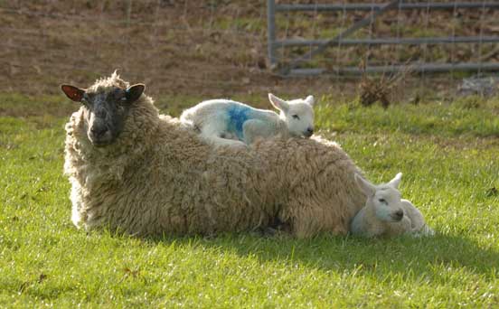 Sunbathing lamb Sunbathing lamb
