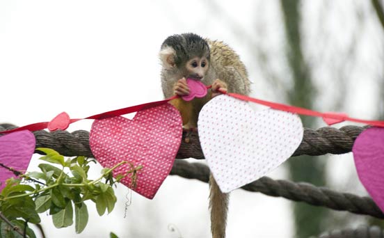 Valentine's monkey Valentine's monkey
