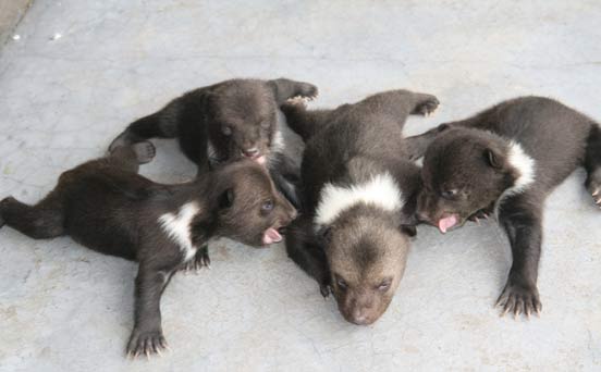 Bear cubs Bear cubs