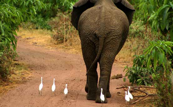 Elephant and birds Elephant and birds