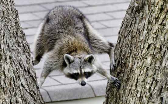 Racoon Racoon
