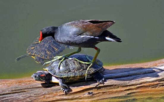 Bird Bird