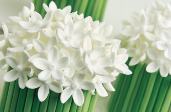 White spring posies White spring posies